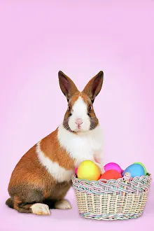 Oryctolagos: Domestic Rabbit - with basket of easter eggs