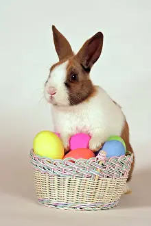 Oryctolagos: Domestic Rabbit - with basket of easter eggs