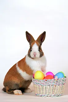 Oryctolagos: Domestic Rabbit - with basket of easter eggs