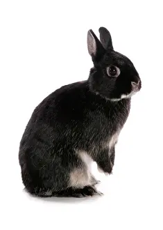 Lagomorph: Domestic rabbit, black dwarf, adult, standing on