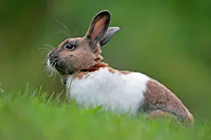 Oryctolagos: Domestic Rabbit - brown and white sitting in grass