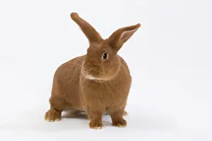 Fauve: Domestic Rabbit - Fauve de Bourgogne in studio 