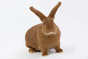 Fauve: Domestic Rabbit - Fauve de Bourgogne in studio