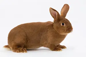 Fauve: Domestic Rabbit - Fauve de Bourgogne in studio