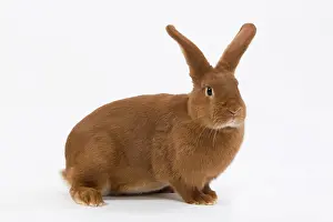 Fauve: Domestic Rabbit - Fauve de Bourgogne in studio