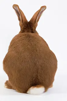Fauve: Domestic Rabbit - Fauve de Bourgogne in studio