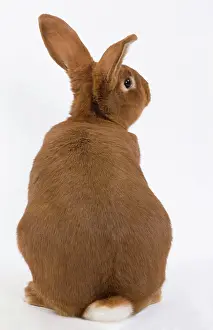 Fauve: Domestic Rabbit - Fauve de Bourgogne in studio