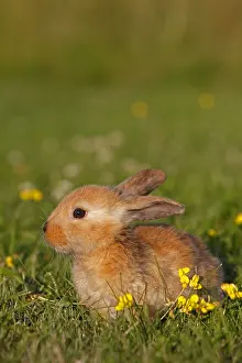 Tamed: Domestic rabbit in a meadow in summer France