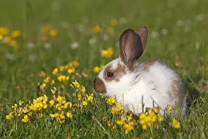 Tamed: Domestic rabbit in a meadow in summer France