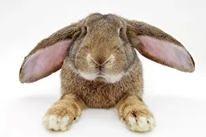 Cuniculus: Domestic rabbit (Oryctolagus cuniculus) of the breed