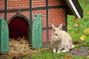 Cuniculus: Domestic Rabbit (Oryctolagus cuniculus f. domestica)