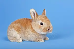 Cuniculus: Domestic Rabbit (Oryctolagus cuniculus forma domestica)