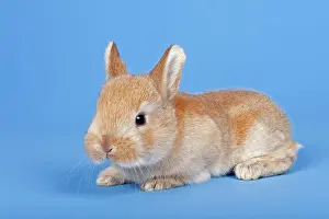 Cuniculus: Domestic Rabbit (Oryctolagus cuniculus forma domestica)