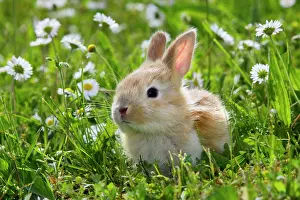 Easter: Domestic Rabbit - outside amongst daisies