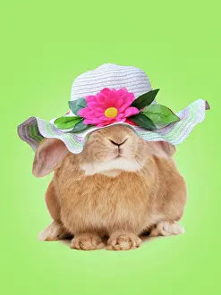 Bonnets: Domestic Rabbit - On spring green background