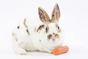 Carrots: Domestic Rabbit - in studio with carrot