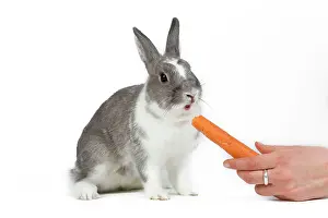 Carrots: Domestic Rabbit - in studio being offered carrot to eat