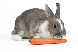Carrots: Domestic Rabbit - in studio sniffing / eating carrot