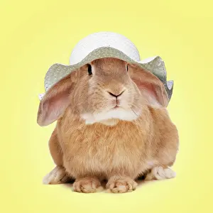 Bonnets: Domestic Rabbit wearing an Easter bonnet