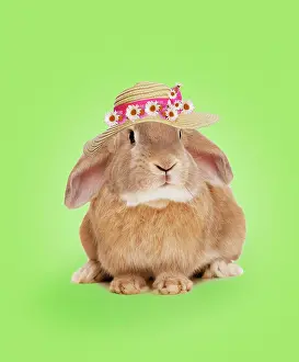 Glamour: Domestic Rabbit - wearing straw hat with daisies