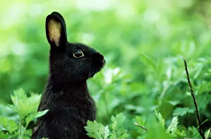 Nervous: Domestic RABBIT - young black rabbit
