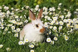 Domestic Rabbit - young in daisies
