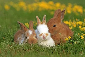 Unsharp: Three Domestic rabbits in a meadow France