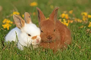 Unsharp: Two Domestic rabbits in a meadow France