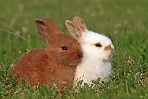 Contacts: Two Domestic rabbits in a meadow France