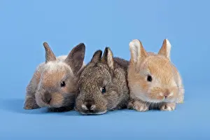 Cuniculus: Three Domestic Rabbits (Oryctolagus cuniculus forma