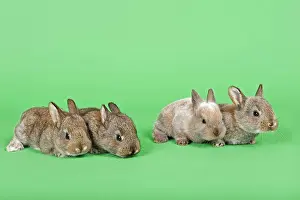 Cuniculus: Four Domestic Rabbits (Oryctolagus cuniculus forma