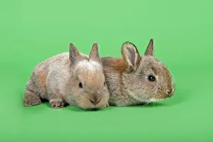 Cuniculus: Two Domestic Rabbits (Oryctolagus cuniculus forma