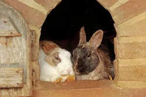 Bunnies: Domestic rabbits (Oryctolagus cuniculus forma domestica)