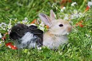Domestic Rabbits - outside amongst flowers