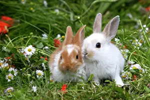 Easter: Domestic Rabbits - outside amongst flowers