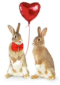 Ties: Domestic Rabbits standing up holding heart shaped balloon