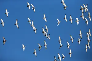 Castro: Domestic / Racing Pigeons - flock in flight Castro
