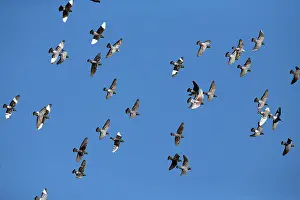 Castro: Domestic / Racing Pigeons - flock in flight Castro