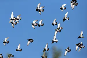 Castro: Domestic / Racing Pigeons - flock in flight Castro