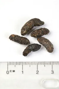 Rule: Domestic Rat droppings - With measurement rule