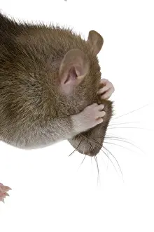 Rats: Domestic Rat grooming in studio