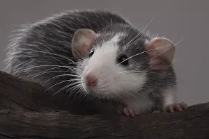 Rats: Domestic rat Husky on a branch France