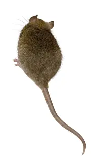 Rats: Domestic Rat in studio