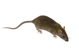 Rats: Domestic Rat in studio