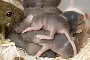 Rats: Domestic rat and its young in the nest France