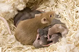 Rats: Domestic rat and its young in the nest France