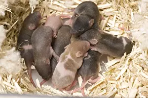 Rats: Domestic rat and its young in the nest France