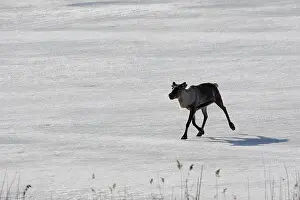 Reindeers: Domestic reindeer crossing a frozen lake Sweden
