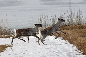 Reindeers: Domestic reindeers crossing a frozen lake Sweden