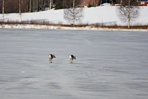 Reindeers: Domestic reindeers crossing a frozen lake Sweden